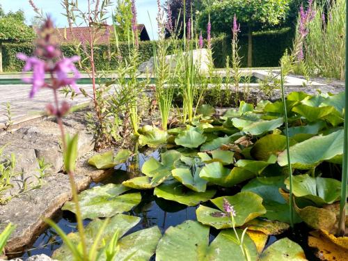 Wasserstelle für die Tiere, im Hintergrund ein Schwimmteich und Hainbuchenhecke