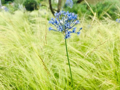 Stipa tenuissima (Federgras) mit Allium 