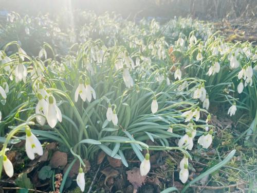 Gartentipps für den Frühling 